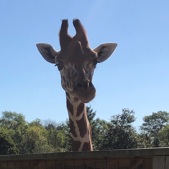 Meet your Posher, Carter - Picture 2 of 2